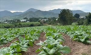 'Đánh thức' tiềm năng đất đai